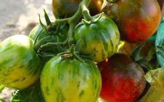 Спелые и незрелые помидоры сорта Фаберже на ветке