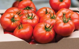 Фантастина