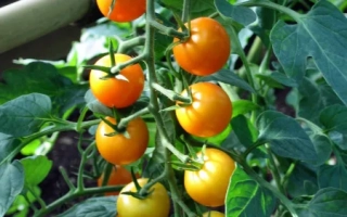 Спелые и незрелые помидоры сорта Фантазия на ветке