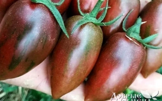 Томаты сорта Аптечная Девица в руке - Фея