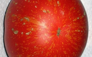 Красный помидор с зелёными пятнами на белом фоне - ФЕЙЕРВЕРК