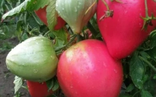 Спелые и зеленые томаты на кусте - Фиделио