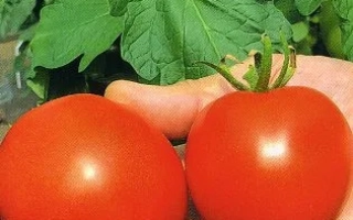 Семена томата сорта ФИФТИ 50 на ладони