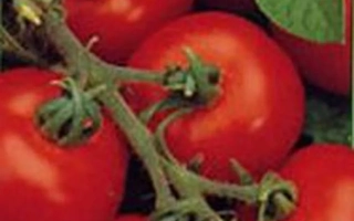 Свежие красные томаты на ветке - ФИГАРО