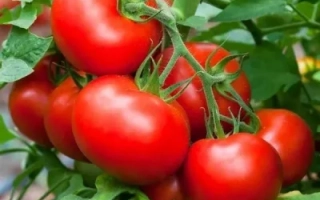 Спелые красные помидоры на ветке - ФИНИШ