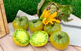 Фисташковый Великан