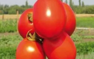 Форсаж F1 (Фриско F1)