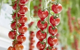 Фрейзер Парадайз