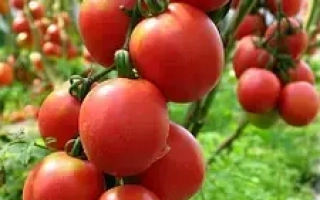 Спелые красные томаты на ветвях в теплице - ФУЭТЕ