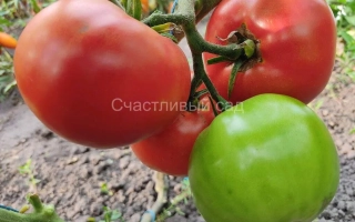 Красные и зеленые томаты на ветке, сорт Счастливый - Гармония
