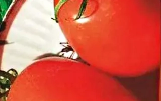 Пакет семян томата Генератор F1 с изображением красных плодов