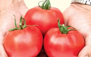 Герцогиня Вкуса