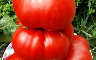 Крупные красные томаты сорта ГИГАНТЕЛЛА на белой тарелке на фоне зелени