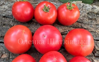 Томаты сорта Глаша на деревянной поверхности