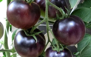 Голубая Лагуна