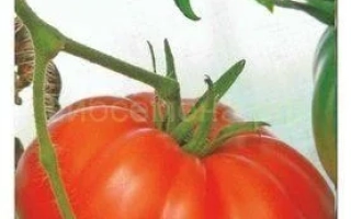 Гордость Сибири