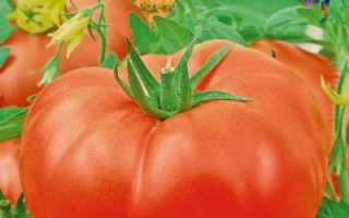 Гордость Урала