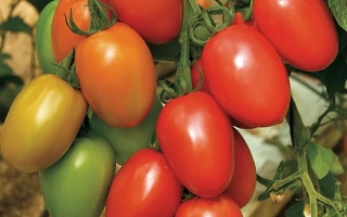 Гранадеро F1