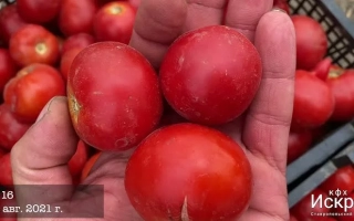 Граундфорс