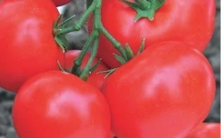 Пакет семян томата ГРОССМЕЙСТЕР с изображением красных плодов