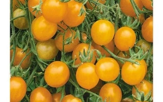 Гроздевые Ильди