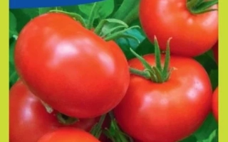 Пакет семян томата ГУНИН