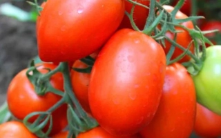Спелые красные томаты сорта Гусар на кусте