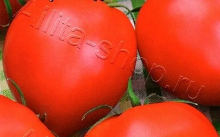 Пакет семян томата Хали-Гали F1