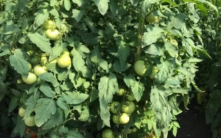 Рассада томата Халиф на гряде с зелёными и красными плодами