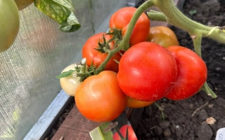 Халиф- Аист