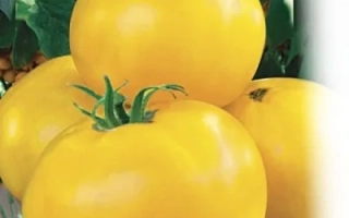 Желтые томаты на фоне зелени - ИЛЬЯ МУРОМЕЦ