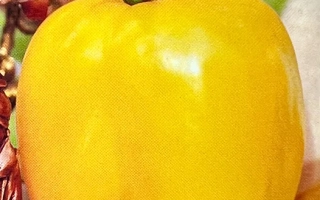 Желтый томат Иллюзия на белом фоне