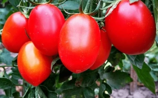 Красные помидоры на ветке - ИРЭН