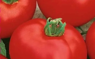 Ирина Седек