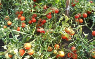 Куст томата Иришка с красными и зелеными плодами на фоне листьев