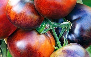 Іван-ДА-Марія