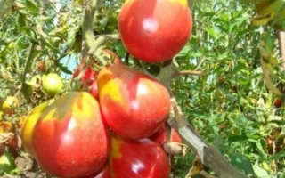 Красные и зеленые помидоры на ветке - ИВАН КУПАЛА