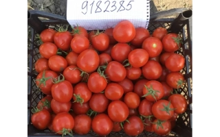 Джералдина