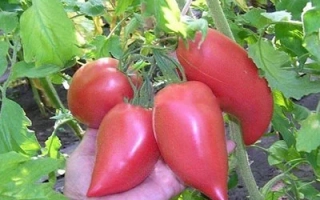 Какаду Розовый