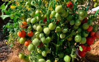 Томаты на кусте Малинник.ру - КАЛИНКА-МАЛИНКА