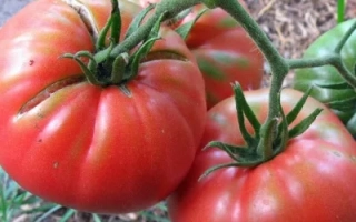 Спелые красные томаты сорта Канари на ветке - КАНАРЫ