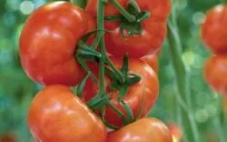 Каракас РЦ F1