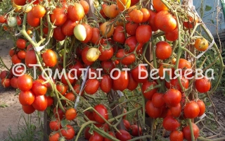 Карась (для закритого грунту) / Карась