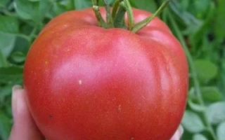 Крупный красный помидор сорта Кардинал на фоне зелени