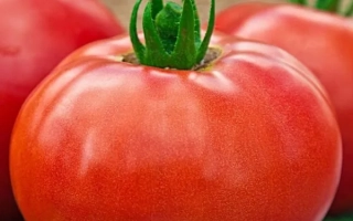 Красные томаты на тарелке - Карнавал