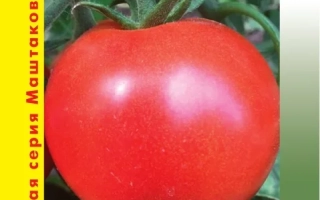 Пакет семян томата Картошка (М-16) F1 - КАРТУШ