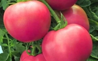 Каскадный УД