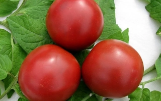 Каштан (Славутич) / Каштан