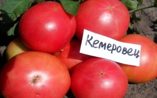 Красные томаты сорта КЕМЕРОВЕЦ на фоне зелени