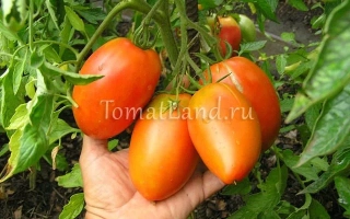 Томаты сорта КЕНИГ на ветке, держатся в руке, фон — зеленые листья.